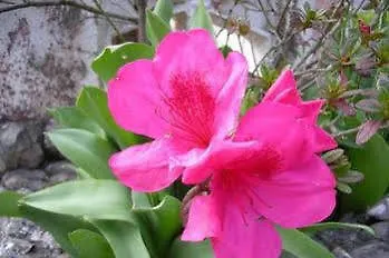 Casa Rural O Vilar Kır Evi